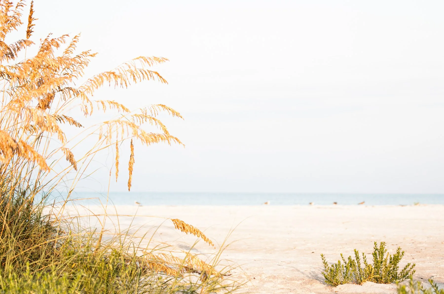 Sea oats and dune grass on a quiet Florida beach